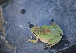 Frog In Pool March 2010 03