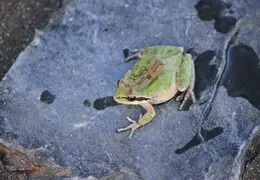 Frog In Pool March 2010 04