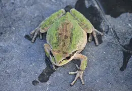 Frog In Pool March 2010 05