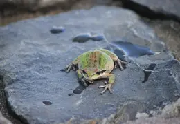 Frog In Pool March 2010 06