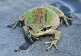 Frog In Pool March 2010 07