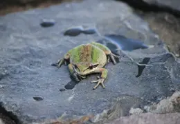 Frog In Pool March 2010 08