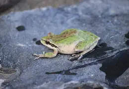 Frog In Pool March 2010 09