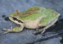 Frog In Pool March 2010 10