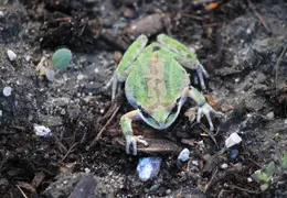 Frog In Pool March 2010 11