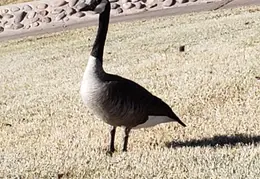 Geese 20220124 153527