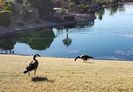 Geese 20220124 153605