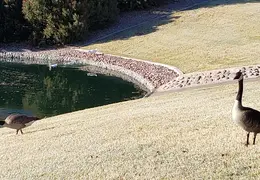 Geese Chandler 20220124 01