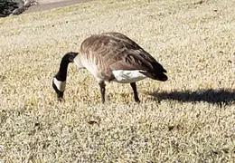 Geese Chandler 20220124 02