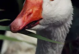 Goose