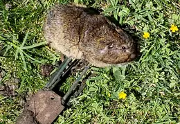 Gopher Kill 20200604 113741