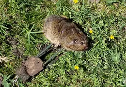 Gopher Kill 20200604 113751