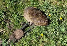 Gopher Kill 20200604 113753