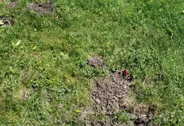 Gopher Kill 20200604