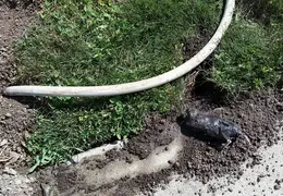 Gopher Kill March 19th 2015 Front Lawn