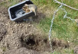 Gopher Kill March 24th 2015 Backyard 1