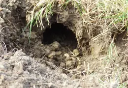 Gopher Kill March 24th 2015 Backyard 2