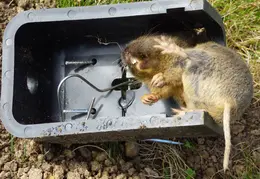 Gopher Kill March 24th 2015 Backyard 3
