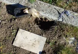 Gopher Kill March 26th 2015 Backyard 1