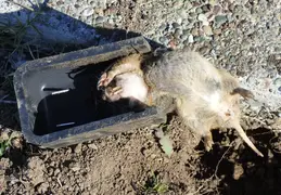 Gopher Kill March 26th 2015 Backyard 2