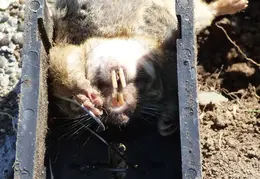 Gopher Kill March 26th 2015 Backyard 3