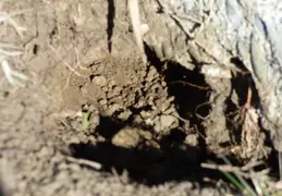 Gopher Kill March 26th 2015 Backyard 4