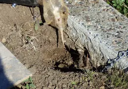 Gopher Kill March 26th 2015 Backyard 5