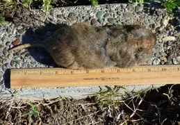 Gopher Kill March 26th 2015 Backyard 6