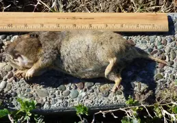 Gopher Kill March 26th 2015 Backyard 7
