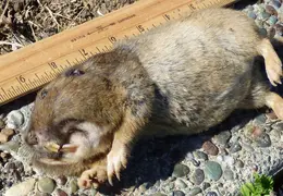 Gopher Kill March 26th 2015 Backyard 8