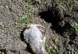 Gopher 20170414 151859