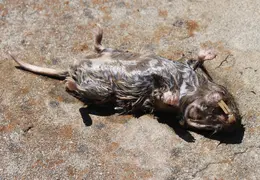 Gopher No4 20100717 0002