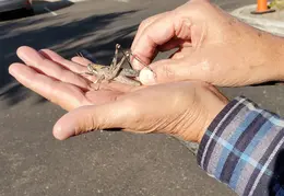 Grasshopper 20221108 01