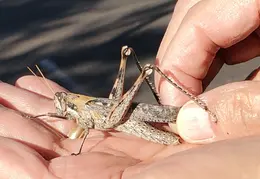 Grasshopper 20221108 02