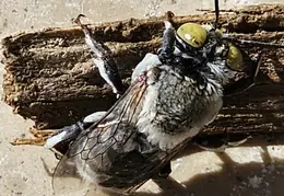 Gray Bee 20240516 083618