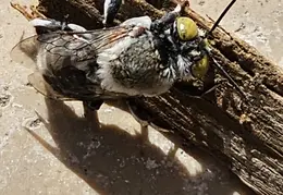 Gray Bee 20240516 083630