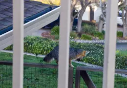 Grey Fox March 2012 14