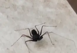 Huntsman Spider 20240511