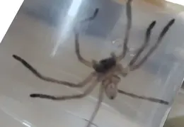 Huntsman Spider 20241001 01 01