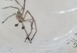 Huntsman Spider 20241001 02