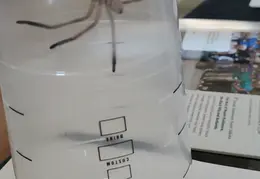 Huntsman Spider 20241001 03