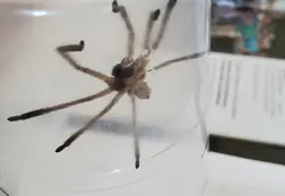 Huntsman Spider 20241001 04