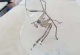 Huntsman Spider 20241001 05