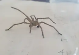 Huntsman Spider 20241001 06