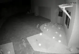 Javelina 20230527 01