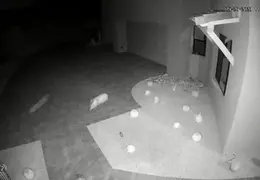 Javelina 20230527 02