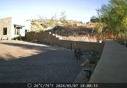 Javelina 20240507 02