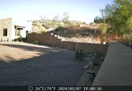 Javelina 20240507 03