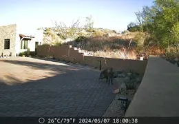Javelina 20240507 04