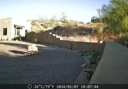 Javelina 20240507 08